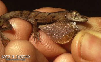 Media type: image;   Herpetology R-160249 Description: Photo of animal in life, taken in the field by Dr. Kenneth Ichiro Miyata. A slide of the photo was scanned in 2012 by Melissa Wooley.;  Aspect: head lateral